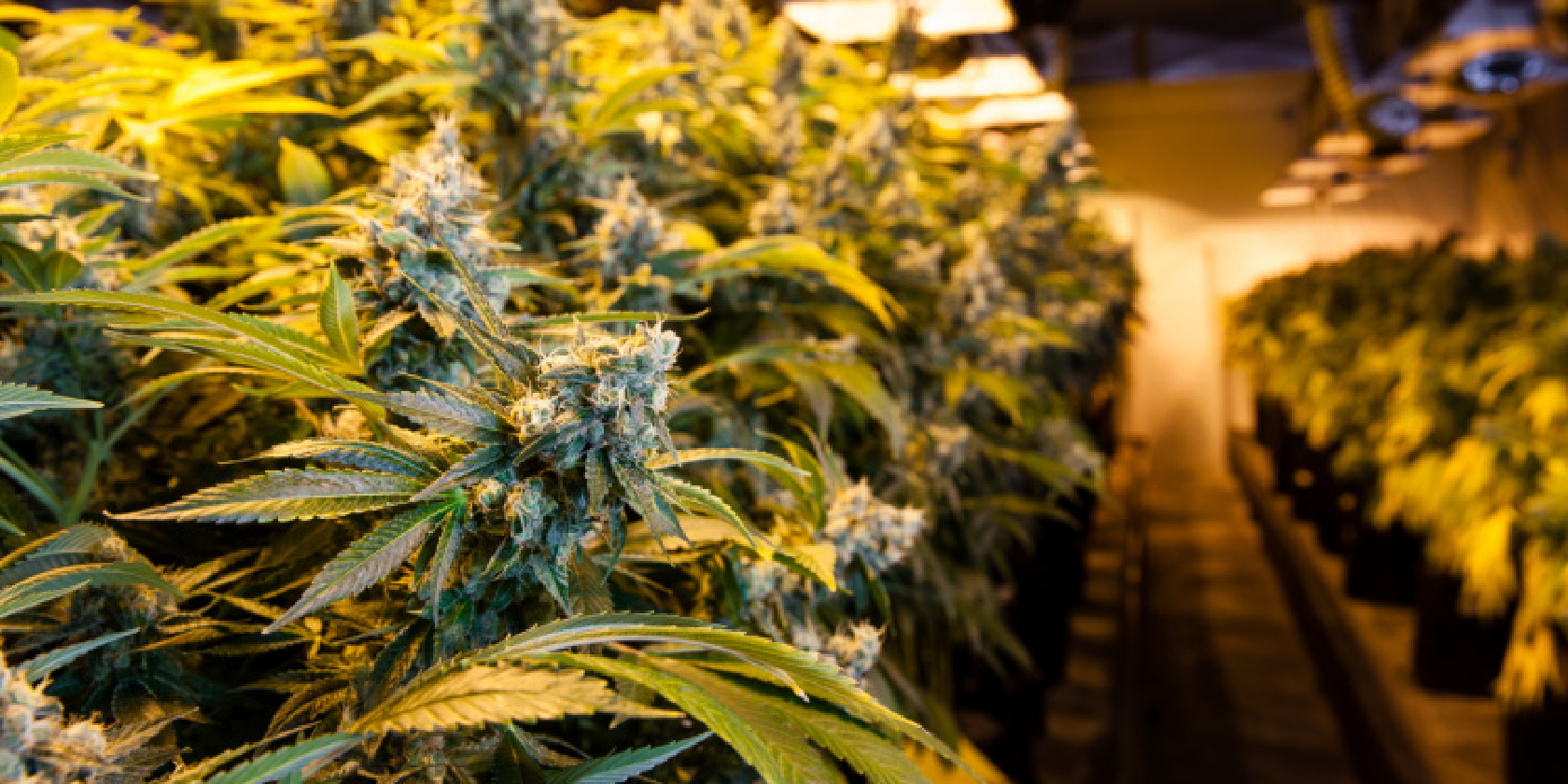 Your Guide to Getting a Medical Card in Missouri 3 Fifteen Primo Cannabis